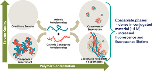 Complexation of a Conjugated Polyelectrolyte and Impact on Optoelectronic Properties