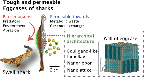 Nanolatticed Architecture Mitigates Damage in Shark Egg Cases