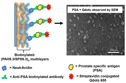 Optimization of Amine-Rich Multilayer Thin Films for the Capture and Quantification of Prostate-Specific Antigen